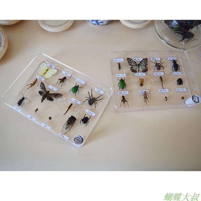 真昆虫标本 益虫i害虫标本套装 常见昆虫 学校幼儿园认知教学 包