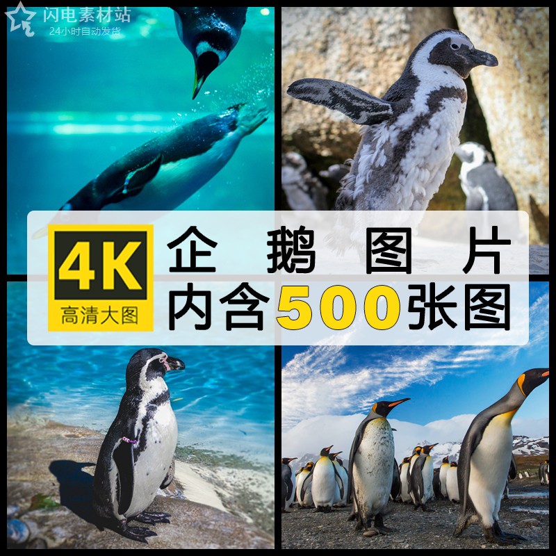 高清各种企鹅4K超清摄影动物照片壁纸图集海报设计参考图片ps素材
