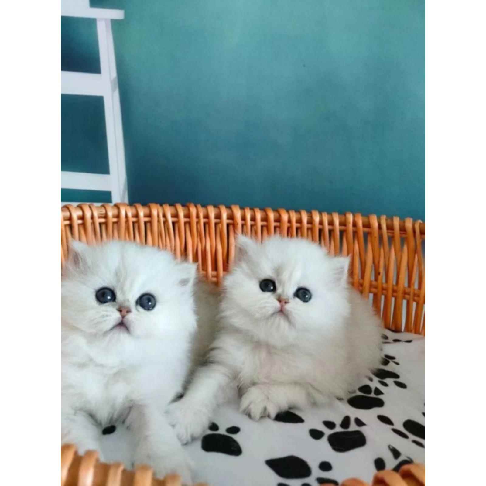 纯种白色蓝眼金吉拉猫幼崽长毛矮脚曼基康狮子猫活体宠物拿破仑猫