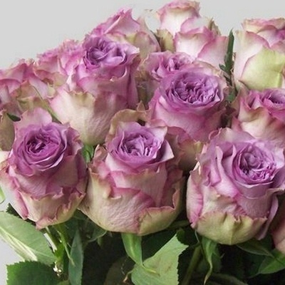 【水灵花园】多姿桃 花苗  切花玫瑰  紫色欧月月季  盆栽植物