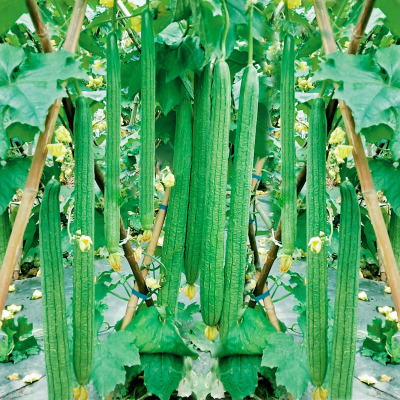 丝瓜种子新品种早熟高产种籽春季蔬菜孑子籽种水瓜南方菜种水瓜