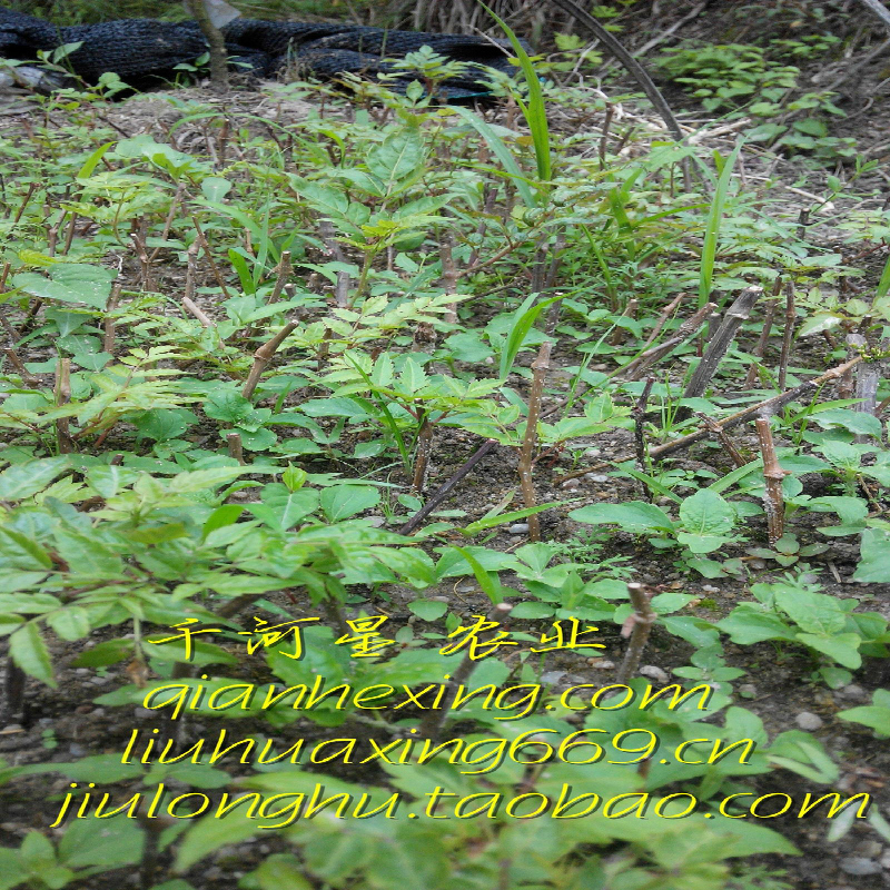 生态茶苗 盆栽植物 藤茶苗 莓茶 龙须茶 显齿蛇葡萄 福建客家三明