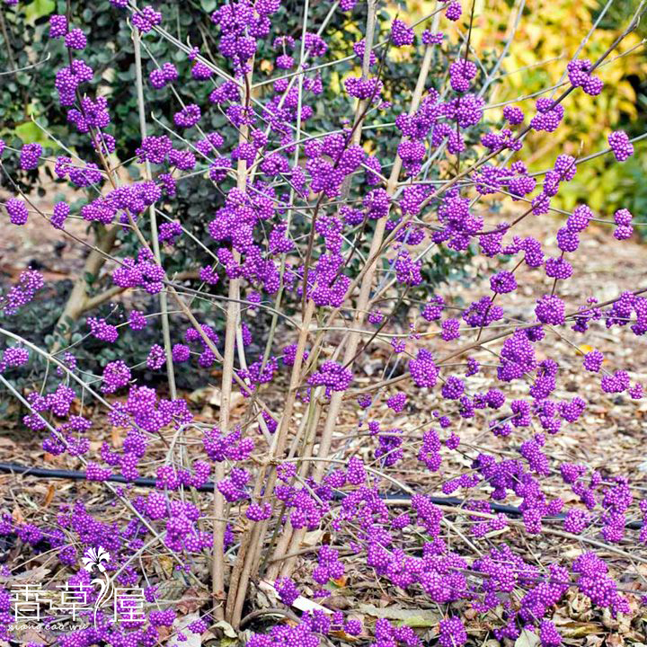 日本紫珠 Callicarpa japonica 多年生 观果盆栽