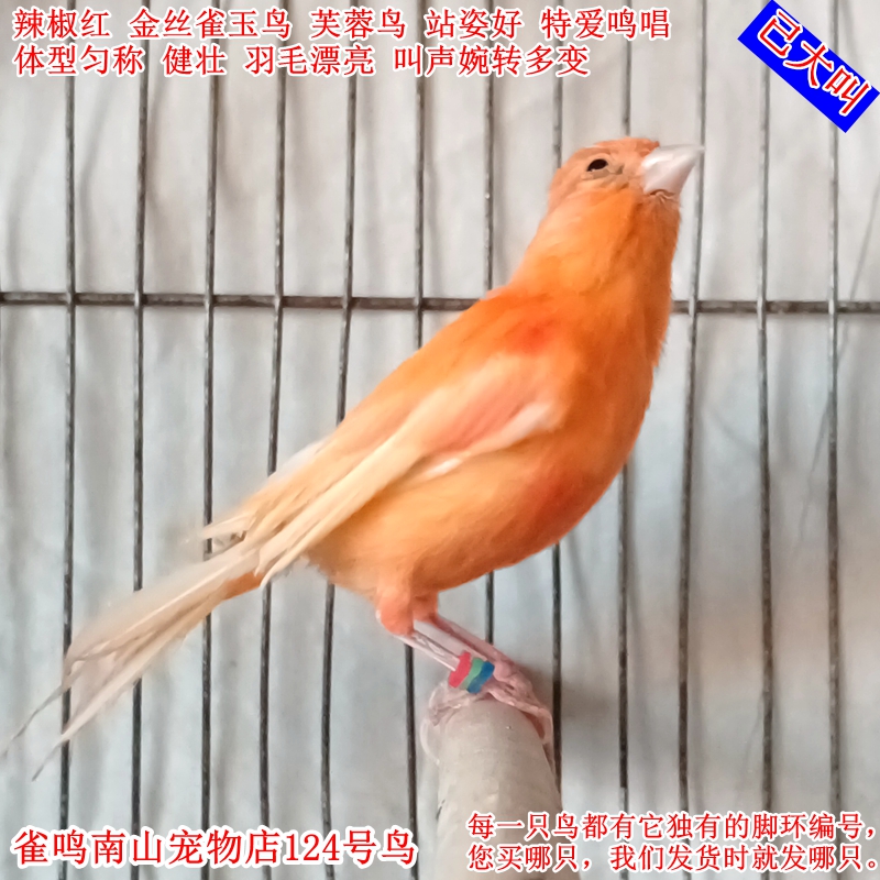 124号公鸟已大叫 辣椒红本色橘红色金丝雀玉鸟体型长条健壮站姿好