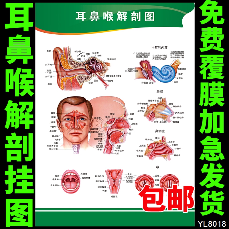 医院文化宣传墙贴 耳鼻喉结构图 五官海报挂图展板 解剖知识挂画