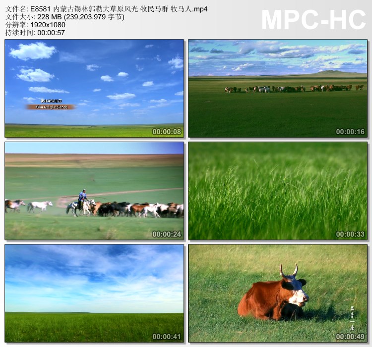 内蒙古锡林郭勒大草原风光牧民马群 牧马人 实拍视频素材