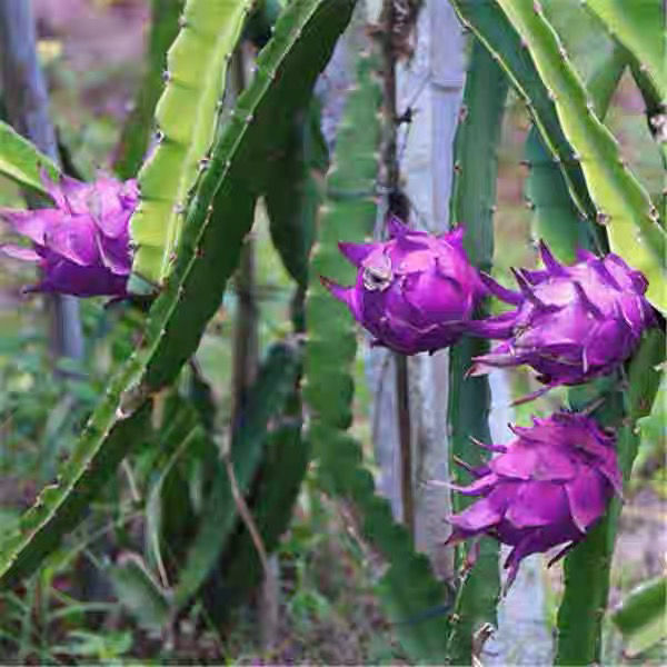 哥伦比亚紫龙火龙果苗耐寒品种果树南北可种盆栽地栽四季当年结果
