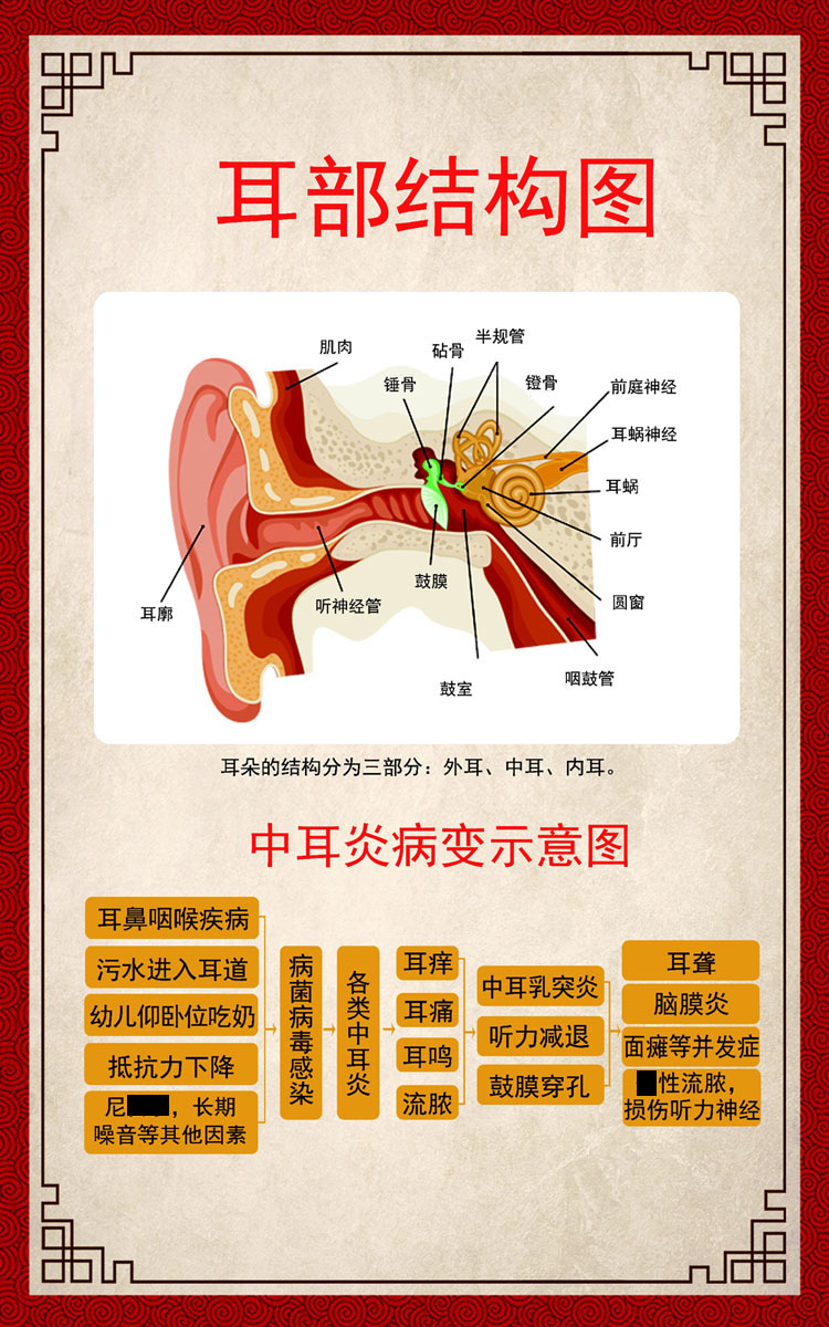 M768中医耳朵耳部结构图解剖图688装饰画写真海报印制展板喷绘