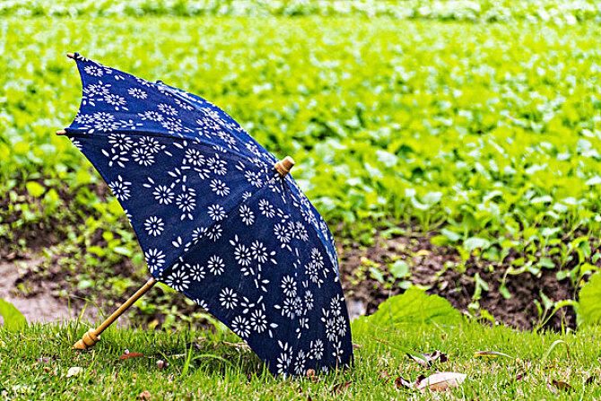 中国风遮阳伞成人款 木质柄 演出摄影棚装饰道具 全棉蓝印花布伞