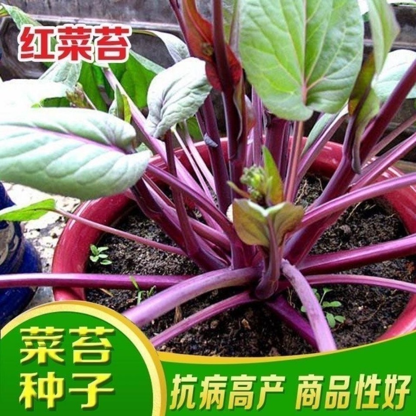 红菜苔蔬菜种子菜心十月红紫菜苔红菜苔家庭种植四季阳台庭院易播