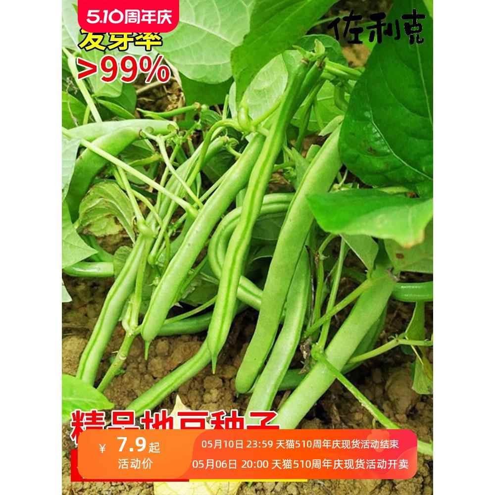 无架地豆种子苗高产不搭架豇豆豆角种孑春夏秋菜豆矮生四季豆种籽