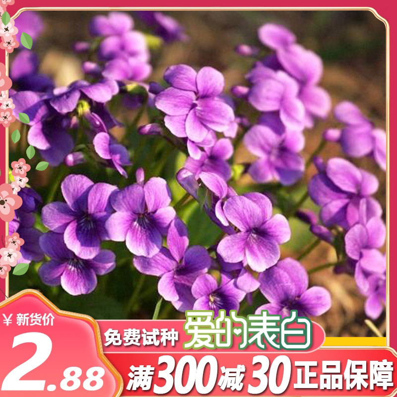 中药材种子紫花地丁种籽纯新可林下间作冬季间作景观绿化耐阴包邮