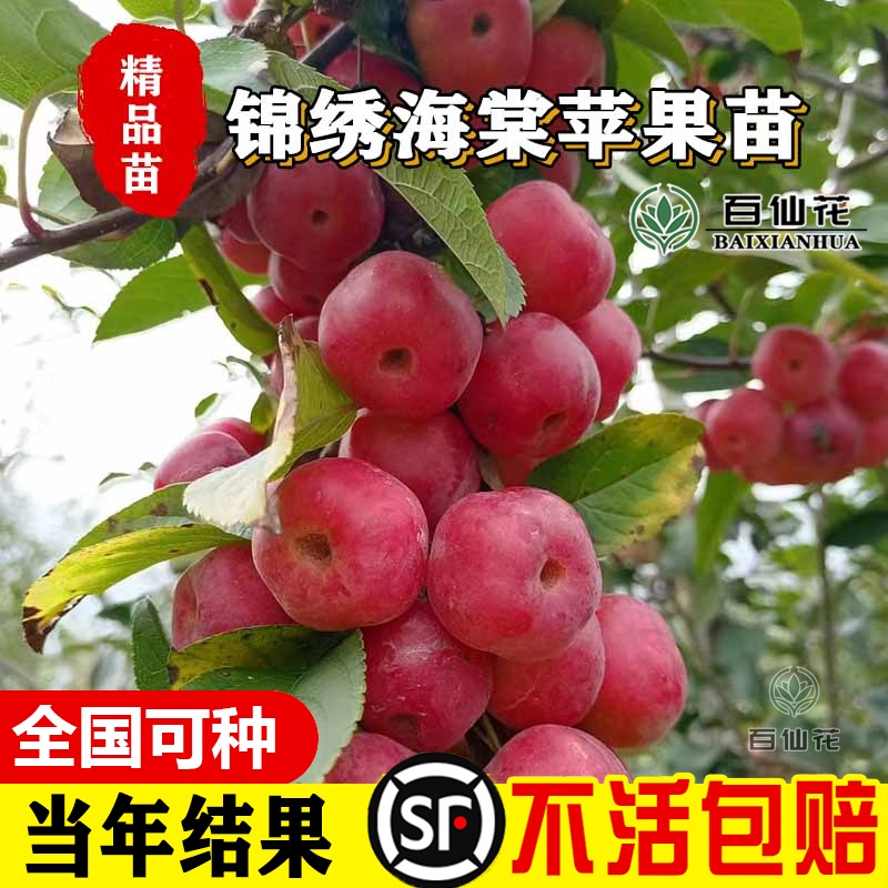 锦绣海棠苹果树美国红蛇果苹果苗当年结果花牛苹果苗南方北方种植