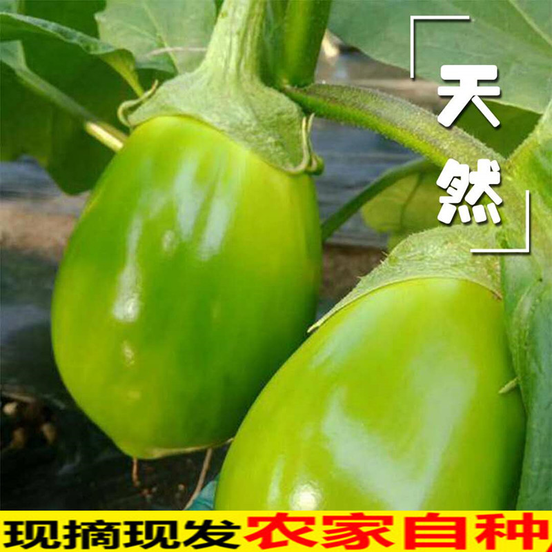 东北特产大绿茄子农家自种新鲜现摘绿皮茄子生吃青茄蔬菜 5斤包邮