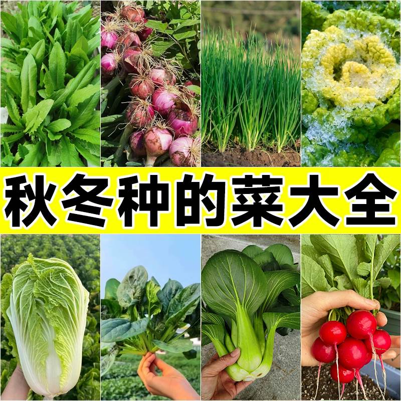 籽秋冬季蔬菜孑种种籽种菜种子菠菜白菜适合秋天种的菜种秋播疏菜