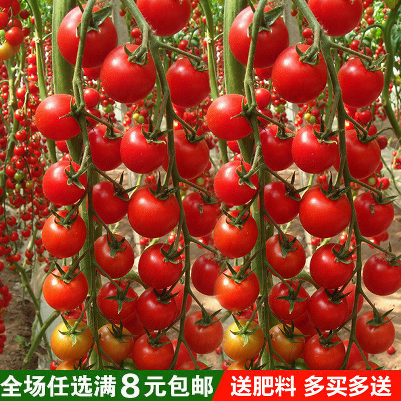 小番茄阳台瀑布千禧樱桃西红柿超甜圣女果种籽苗四季播苗蔬菜种孑