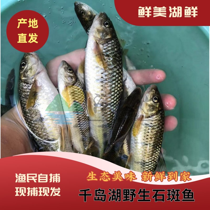 杭州千岛湖特产石斑鱼淡水石斑鱼原生态鲜活小溪鱼小河石斑鱼