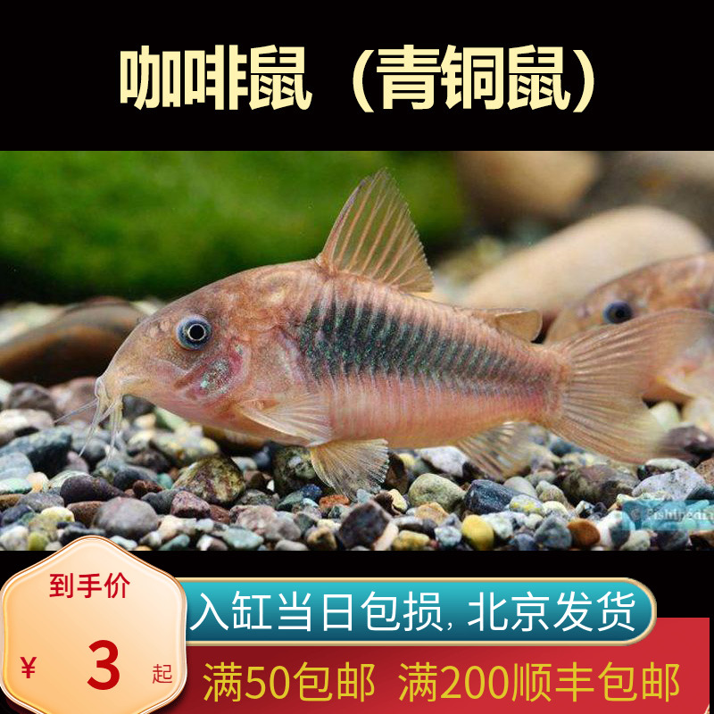 咖啡鼠青铜工具鱼北京小型草缸观赏鱼淡水耐养热带鱼群游南美