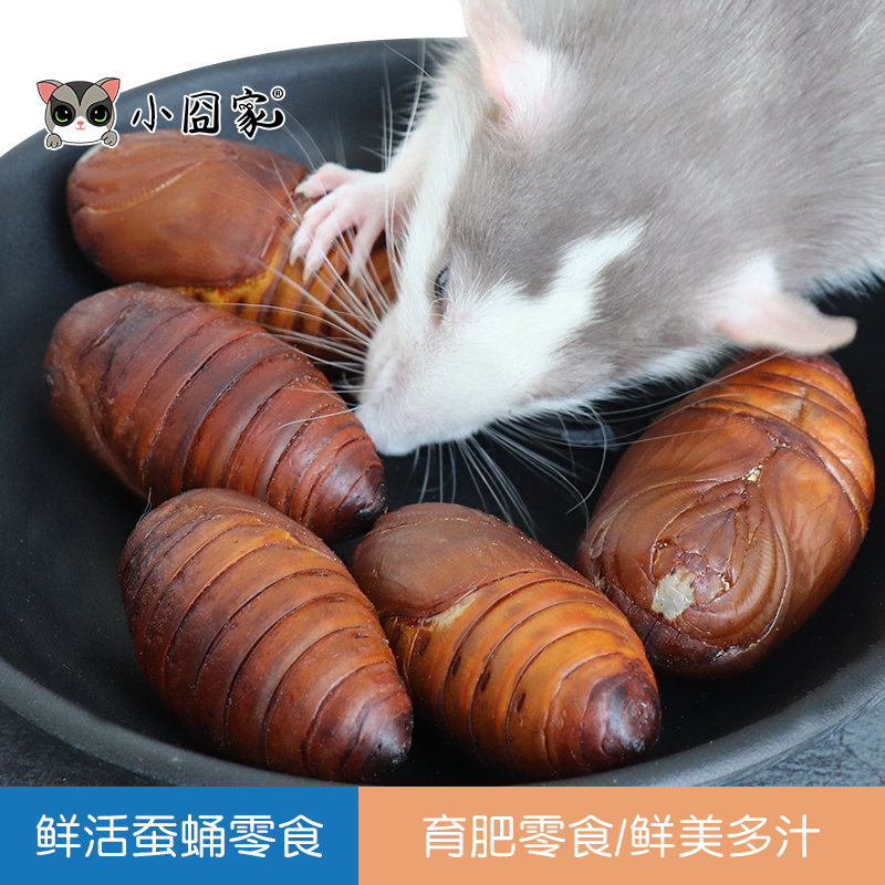 松鼠飞鼠蜜袋鼯仓鼠的零食食物新鲜蚕蛹花枝金丝熊吃的蚕蛹卵用品