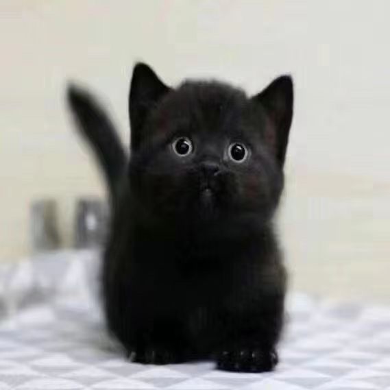 纯黑猫孟买黑煤球玄猫中华田园便宜小猫英短抓老鼠黑猫幼猫活体