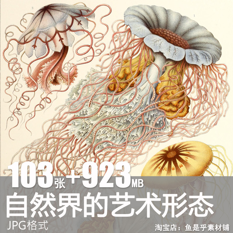 自然界的艺术形态复古写实贝壳海洋生物插画美术设计手账图片素材