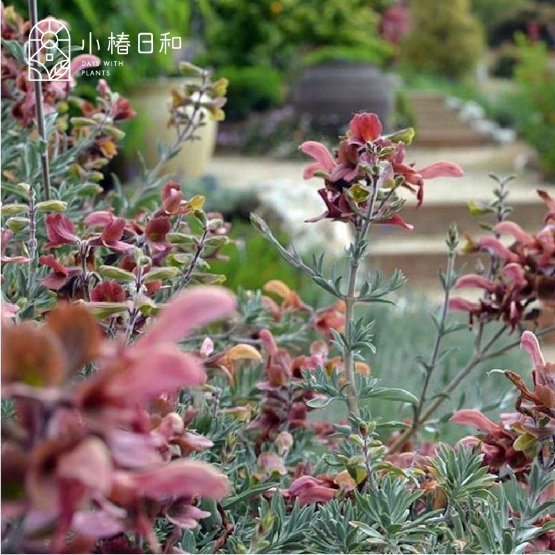 小椿日和非洲鼠尾草锈红色蓝色香草花境植物耐热耐旱庭院阳台盆栽