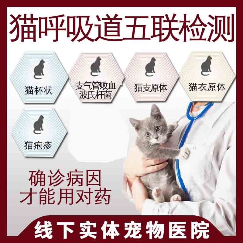 猫呼吸道五联PCR核酸检测疱疹杯状支原体衣原体病毒猫鼻支检测