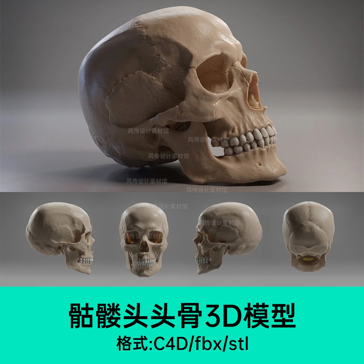 骷髅头3D模型头盖骨牙齿面部高精骨骼骨头stl打印三维建模白骨架