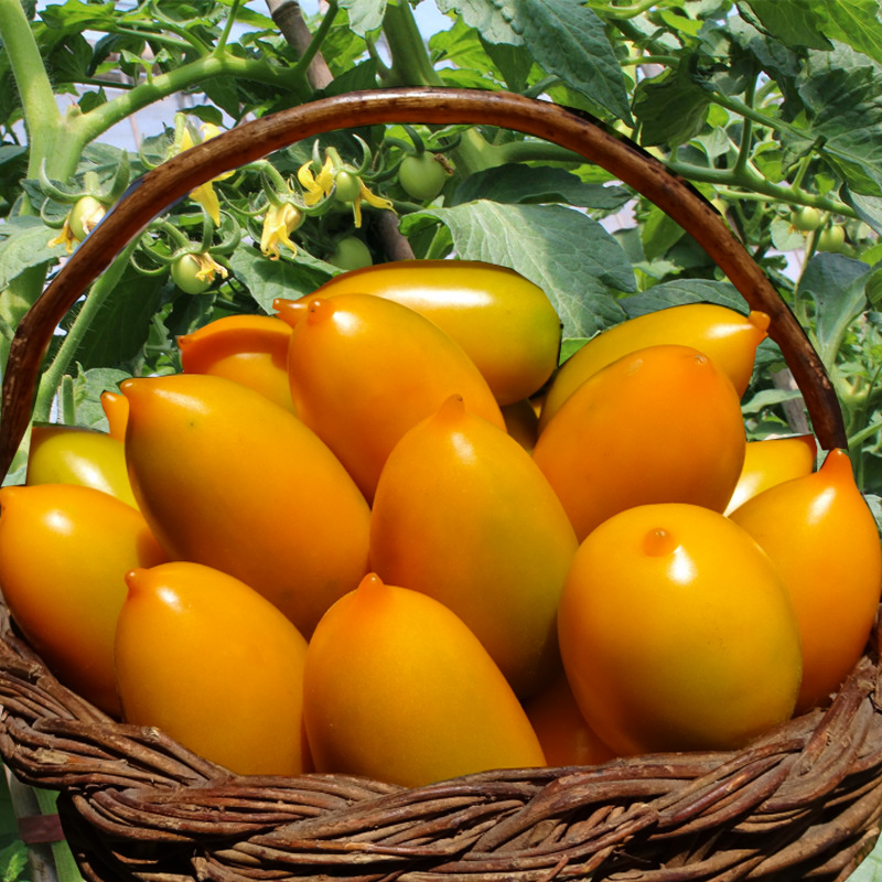 东北串黄柿子小柿子孕妇食用水果农家肥种西红柿现摘番茄一件包邮