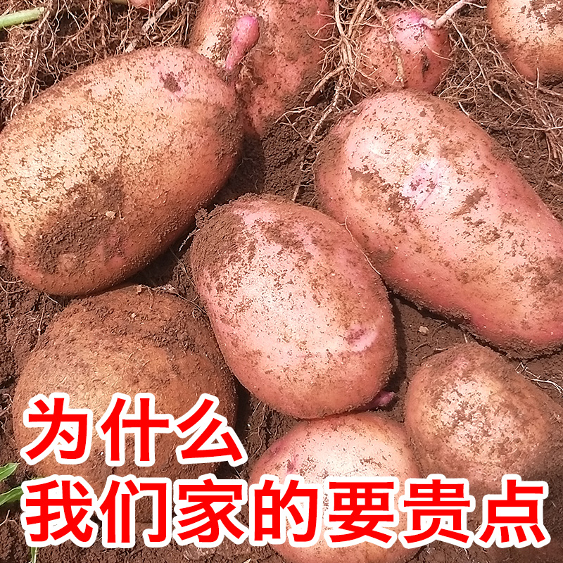 土豆新鲜云南红皮黄心大土豆9斤包邮小洋芋现挖现发蔬菜马铃薯
