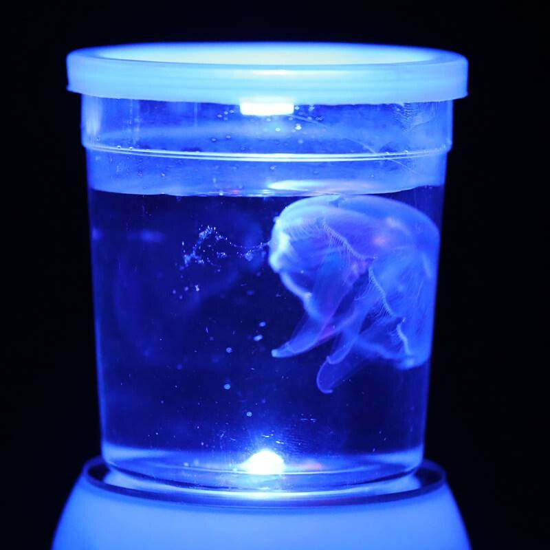 水母水母杯发光瓶套缸赤月倒立海月好养学生宿舍桌面海洋宠物