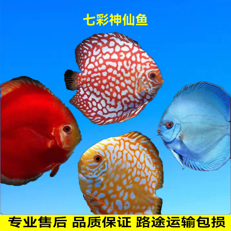 七彩神仙燕鱼热带观赏鱼中大型盖子红鸽子天子蓝老虎狗野彩阿莲卡