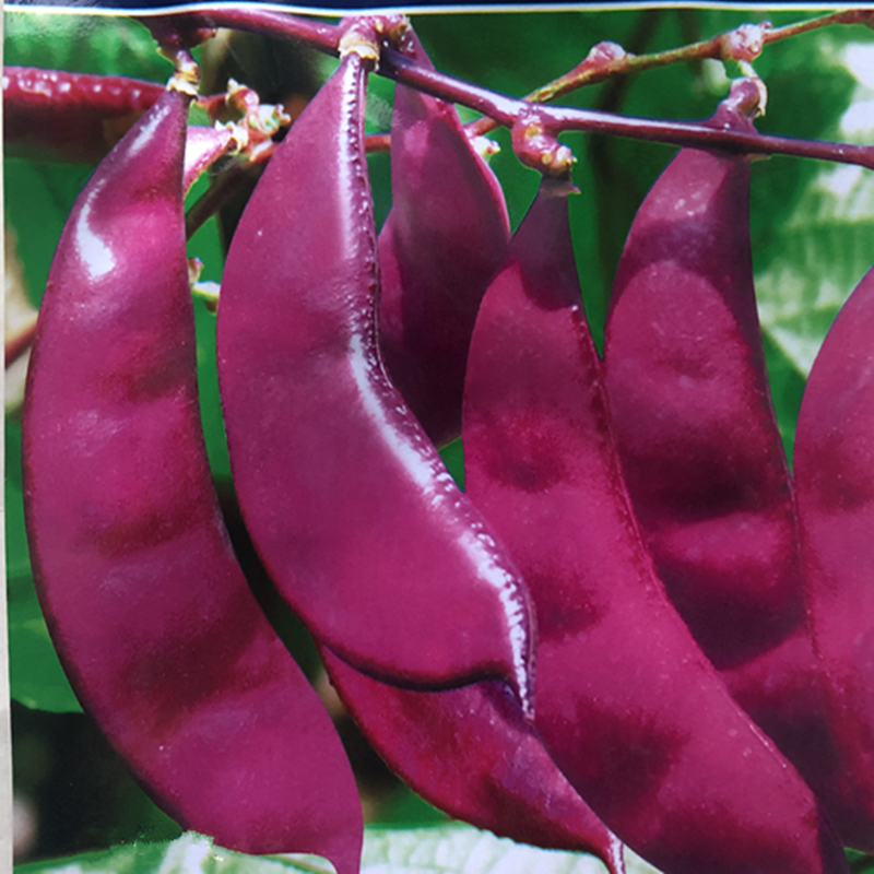 绿眉豆角种子红边紫梅豆猪耳朵豆籽扁豆蔬菜种孑庭院大田种植高产