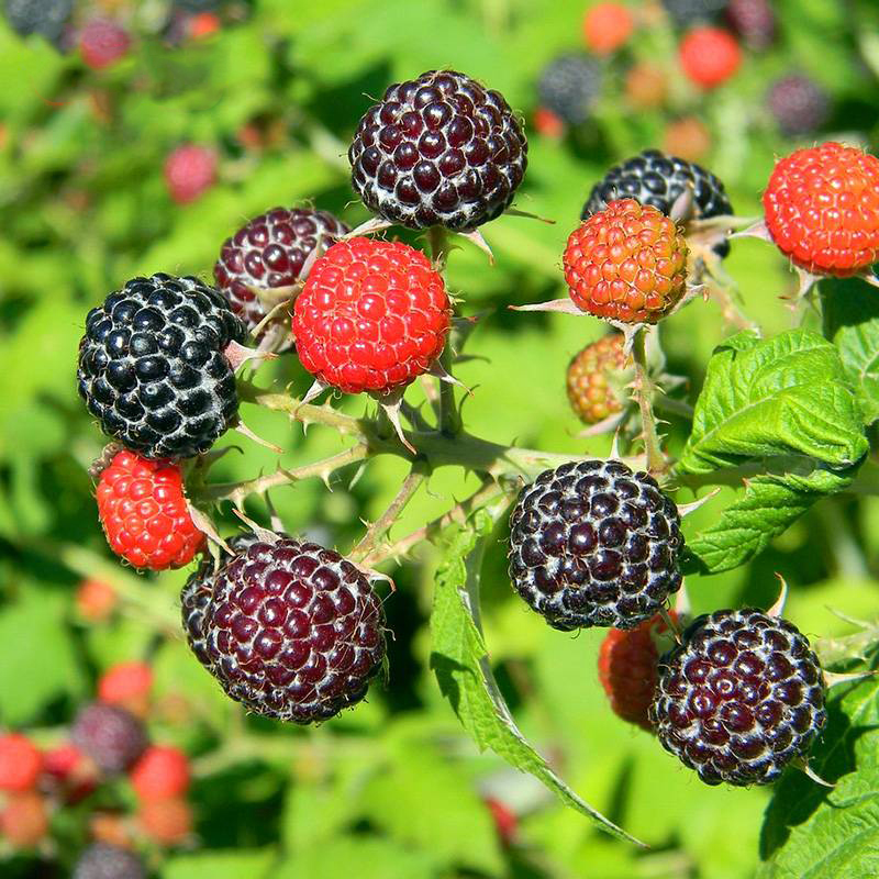 海蒂的花园 黑莓树莓果树浆果耐寒灌木好养庭院露台植物盆栽苗