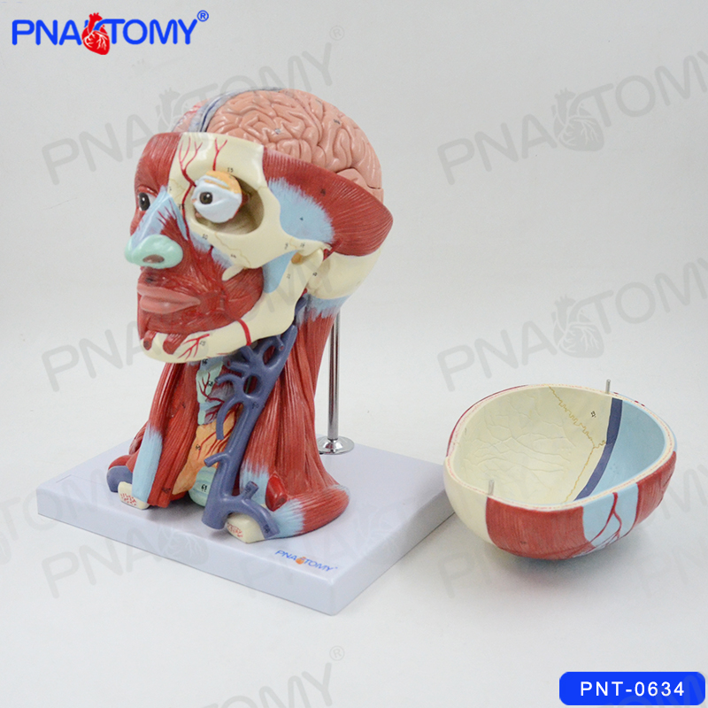 PNATOMY 头部肌肉血管动静脉大脑解剖面部肌肉头骨专业教学可拆卸