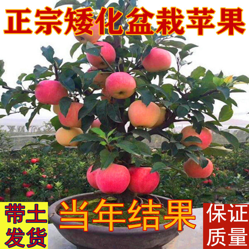红苹果树苗 老红玉苹果苗 嫁接苗 酸甜苹果 当年结果南方北方种植