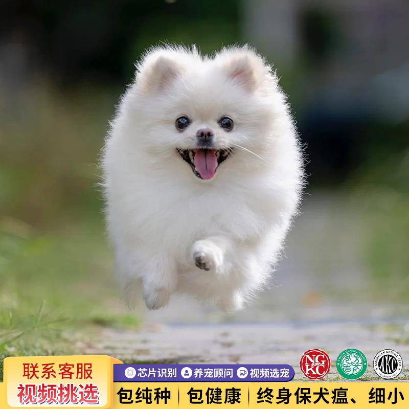 博美幼犬纯种活体俊介茶杯体韩版长不大小型犬小宠物狗狗白色黄色