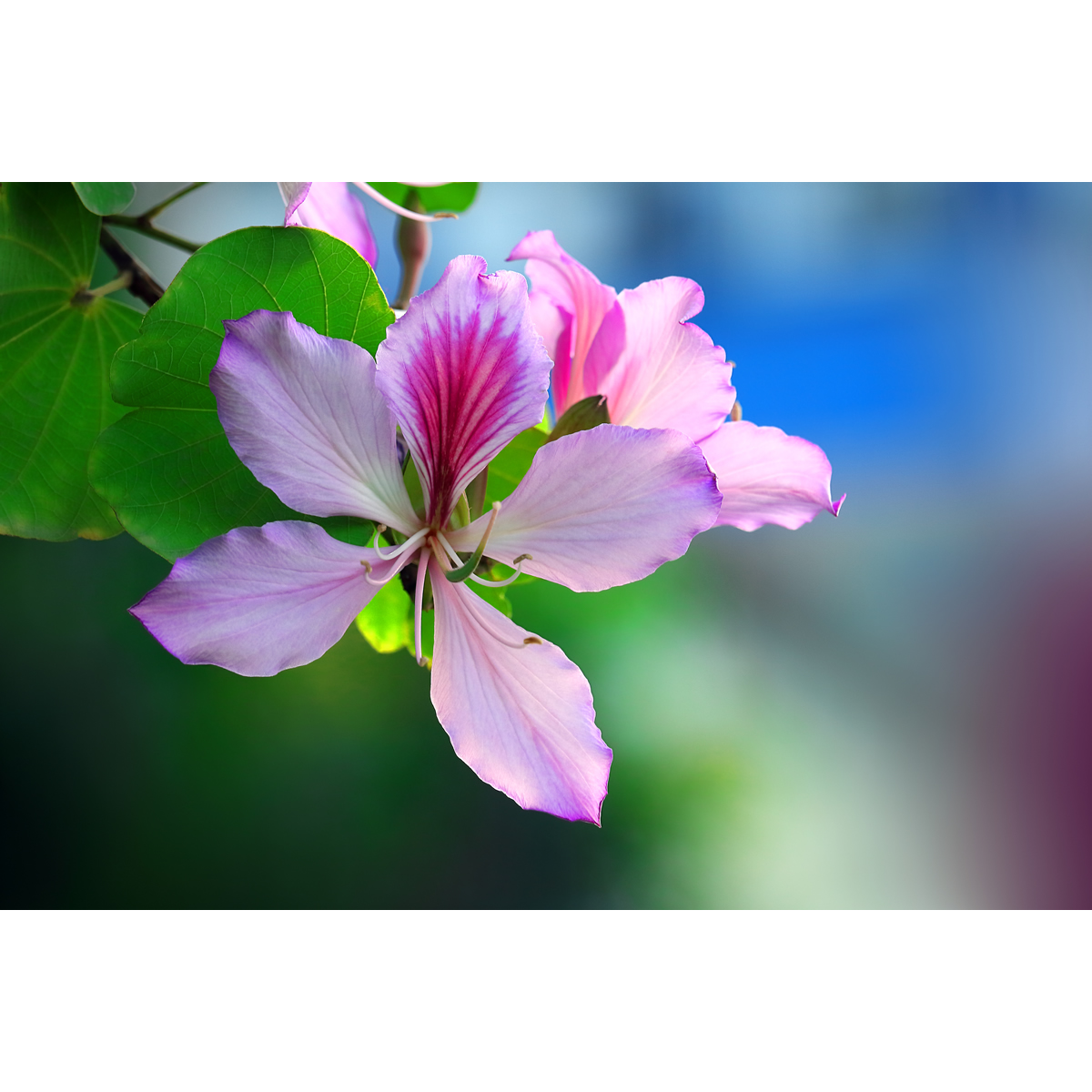 原创花卉摄影作品-紫荆花/羊蹄甲(1张) 高清设计素材原图