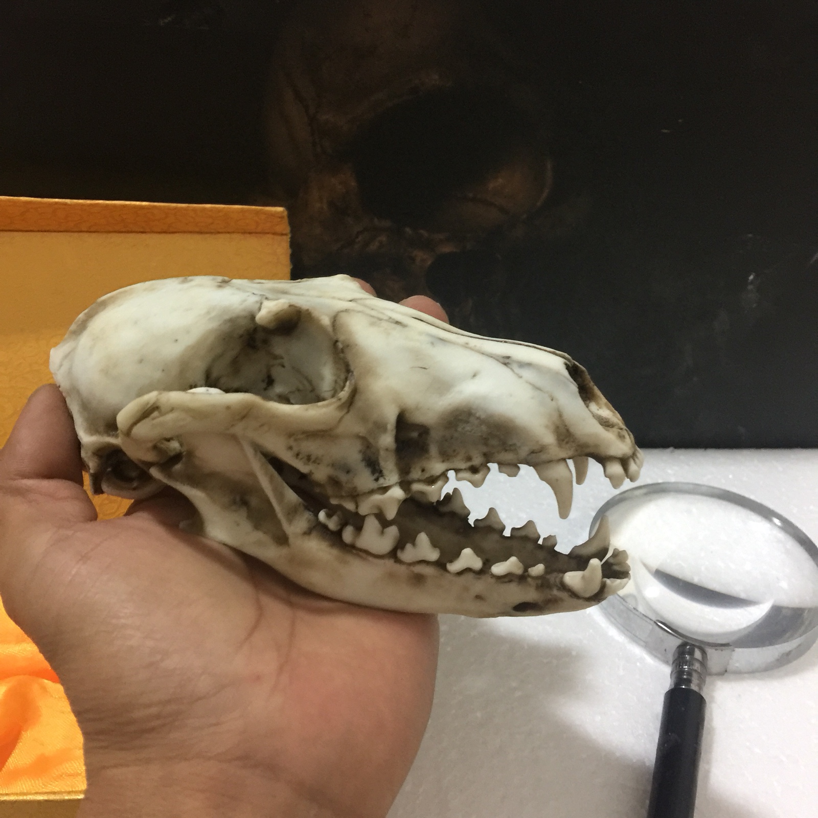 仿真动物狐狸骷髅头骨模型摆件云豹水貂大熊猫小熊猫野生骨骼化石