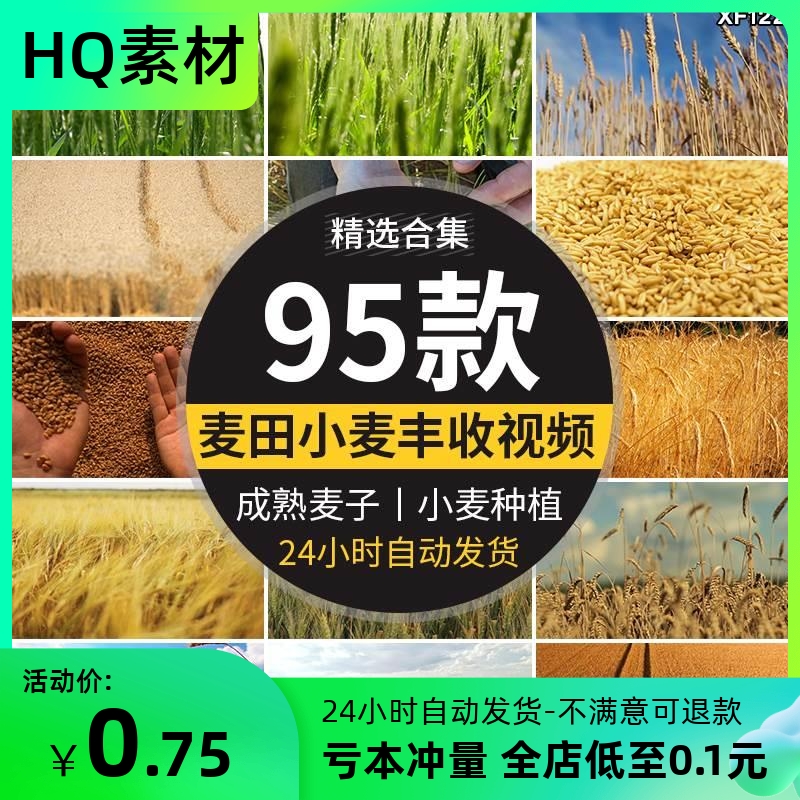 农业丰收秋季麦田发展麦苗青绿色麦穗金色小麦子成熟粮食视频素材