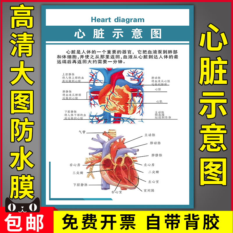 人体结构图心脏