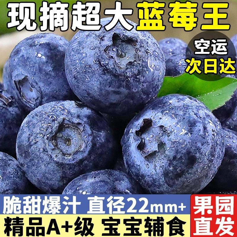 山地新鲜蓝莓王鲜果应当季水果现摘现发孕妇整箱大果包邮时令次日