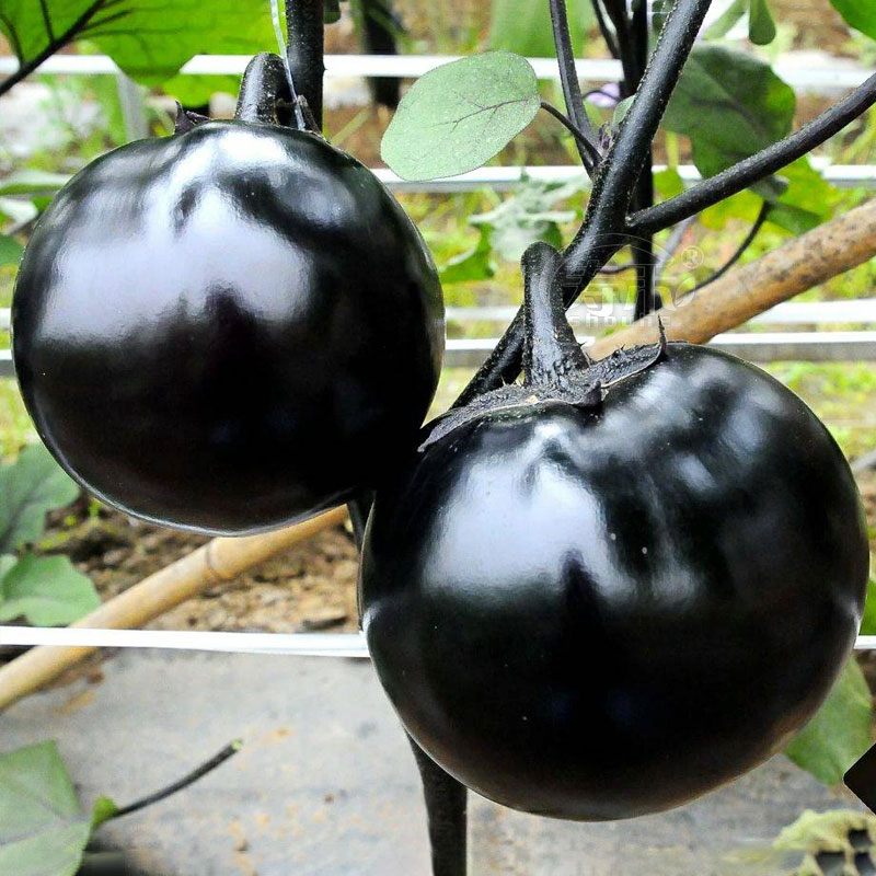 圆茄种子茄子苗孑高产黑紫色菜特大圆蔬菜秧茄种籽秧苗大全带土