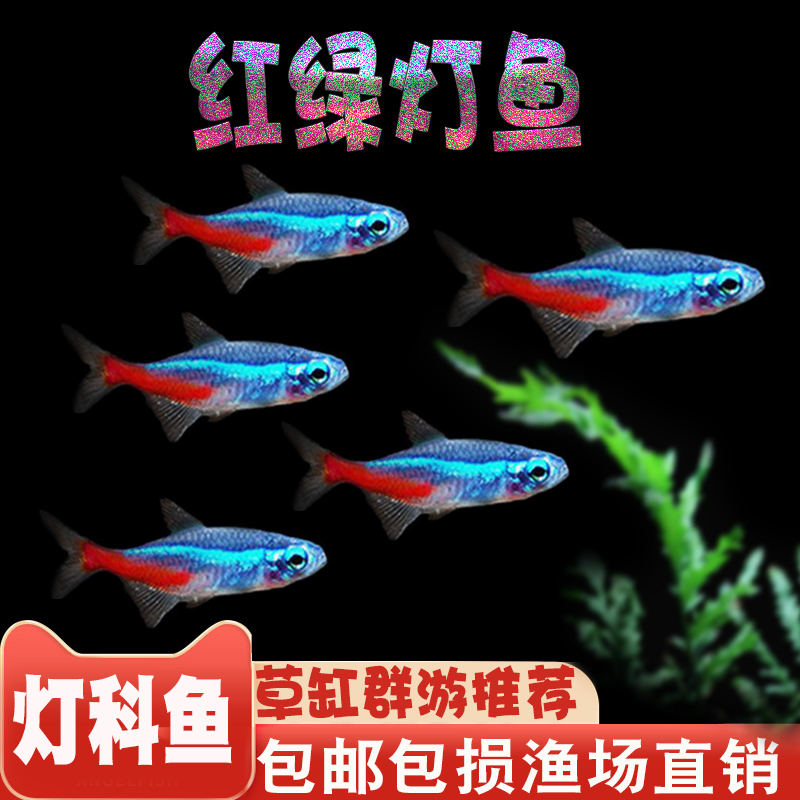 红绿灯小型灯科鱼孔雀鱼热带观赏鱼淡水宝莲灯鱼活体斑马鱼群游鱼