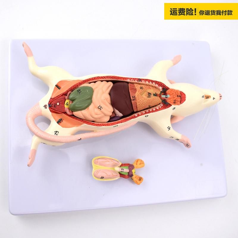 .ENOVO颐诺小白鼠器官解剖结构模型老鼠的外形观察内部解剖基础
