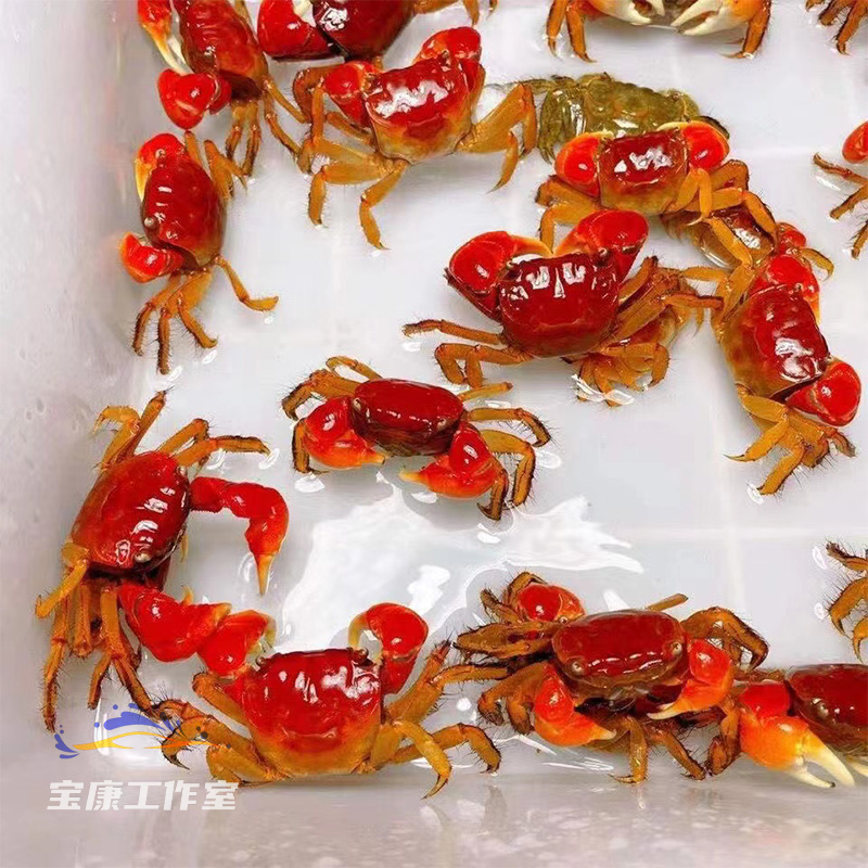泰国 相手蟹淡水蟹观赏蟹 迷你辣椒蟹 宠物螃蟹发财蟹 红螯