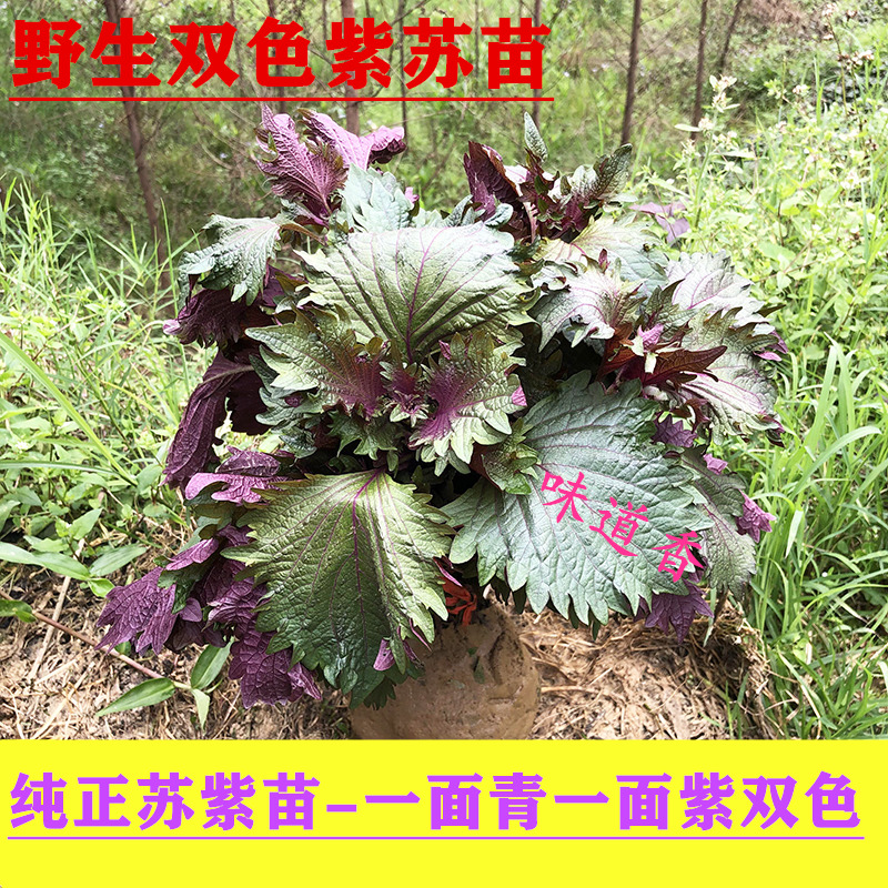 纯正双色紫苏广西玉林本地正宗紫苏苗绿植食用一面紫红一面绿盆栽