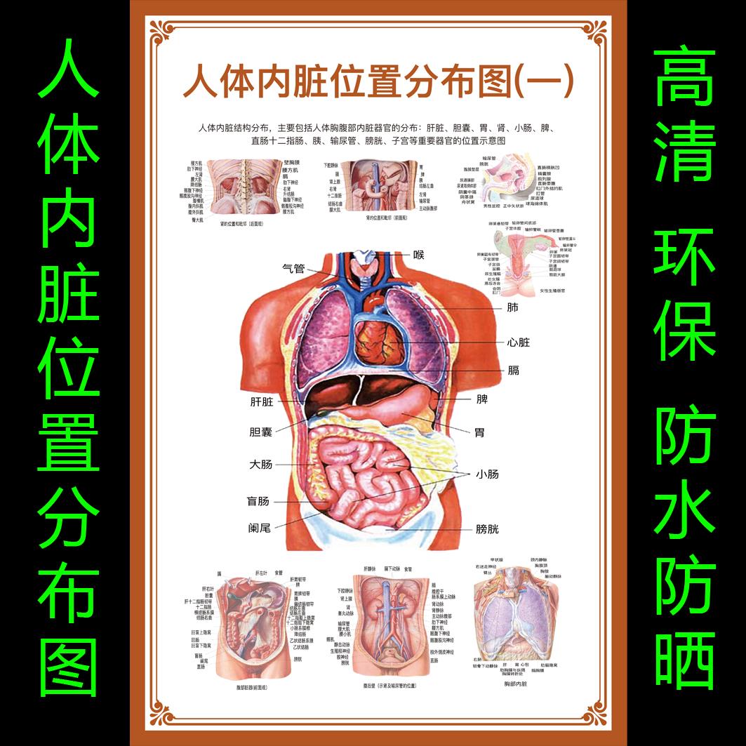 人体结构图穴位医学人体解剖图片内脏器官骨骼肌肉构造挂图画替换