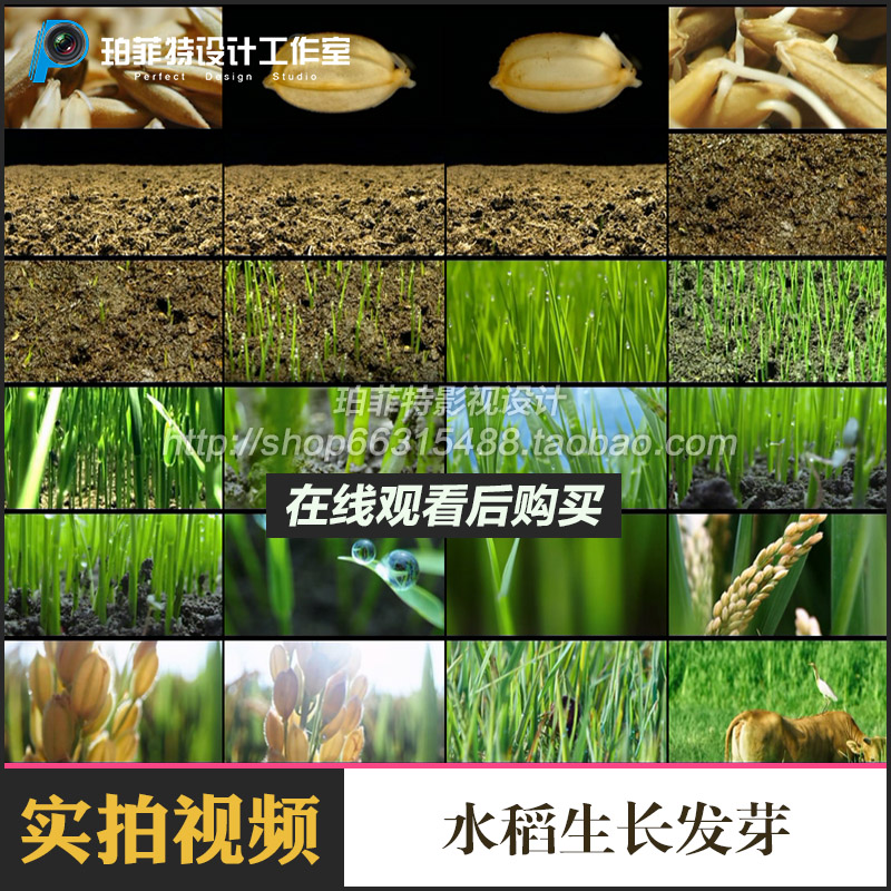 种子发芽-水稻生长发芽绿色生态 视频素材稻子绿色有机食物种子