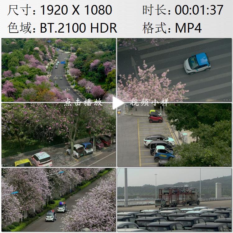 航拍广西柳州街道旁紫荆花树微型电动汽车高清实拍视频素材
